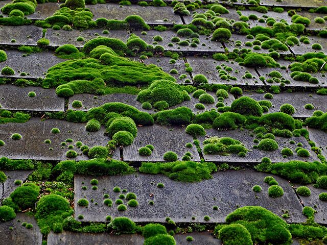 Roof moss removal by Deep Blue Restorations
